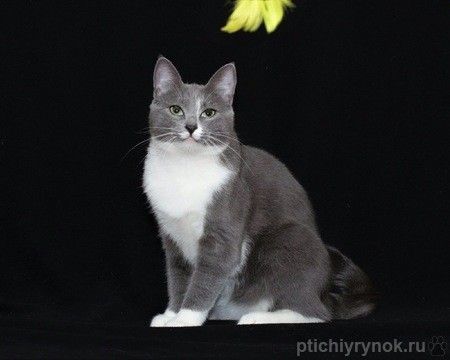 Очаровательная кошка Мошка в поиске дома