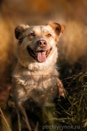 Фрося - собака с золотым сердцем
