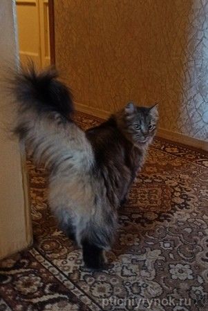 Роскошная сибирская кошка Василиса в дар