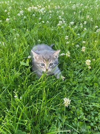 3 котенка — метисы русской голубой в дар