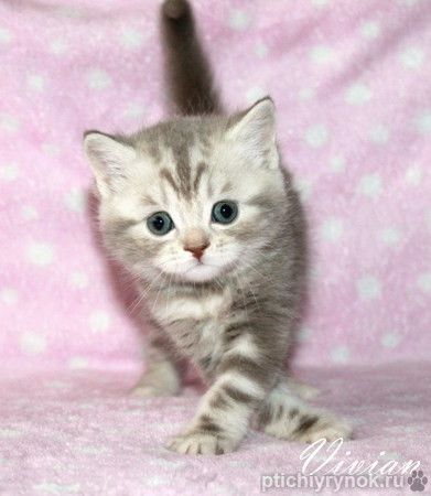 Британский котик лиловый мрамор на серебре.