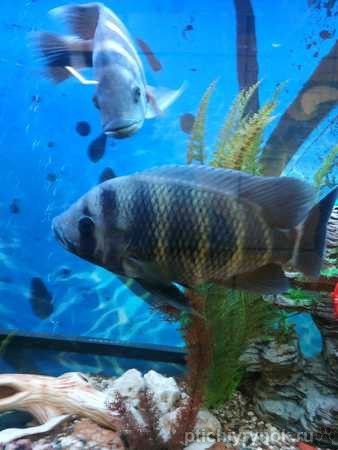 Рыбы тиляпия -зебра 