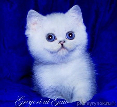 Белоснежные котята британская шиншилла с сапфировыми глазками