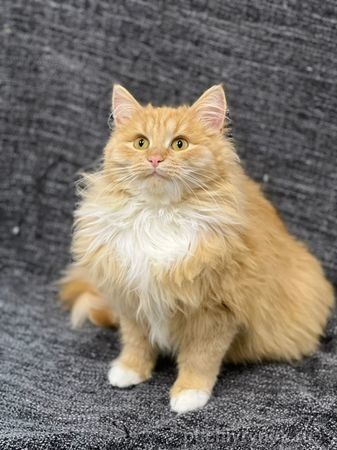 Сибирский котенок Чешир в дар