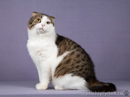 Очень ласковый и ручной шотландский кот Сальвадор ищет дом