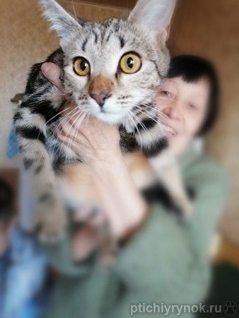 Метис бенгальской породы — мраморный котенок Ириска в дар