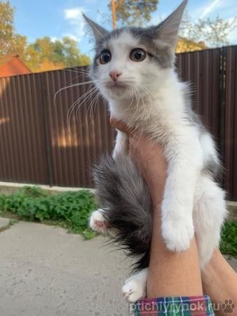 Сибирский котенок Крош в дар
