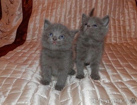 Русские голубые котята в дар, с доставкой.
