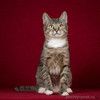 Котопёс Барса — удивительная кошка с удивительной историей ищет дом