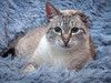 Добрейший ласковый тайский кот Умка