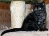 Британские котята черный дым из питомника.