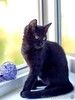 Черный золотоглазый котенок Буся в дар