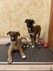 Ищут дом два домашних щенка — Тайра и Трейси (мама — алано эспаньол)