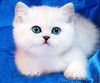 Британские котята шиншиллы с изумрудными и синими глазами