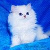 Эксклюзивные британские котята серебристые шиншиллы с голубыми глазами