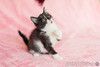 Котята — метисы сибирской породы в дар