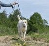 Алабай Дана в поисках дома и любящей семьи