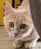 Персиковый котенок-девочка Рози в добрые руки