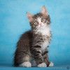 Сибирский котенок Стёпа в дар
