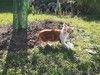 Шотландский котенок Абрикос окраса красный мрамор