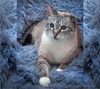 Добрейший ласковый тайский кот Умка