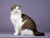 Очень ласковый и ручной шотландский кот Сальвадор ищет дом
