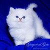 Британские котята шиншиллы с голубыми и синими глазами