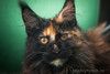 Ласковая Урсула - кошка-мейнкун в хорошие руки