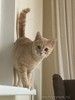 Персиковый котенок-девочка Рози в добрые руки