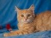 Очаровательный рыжий котенок рыжик в дар