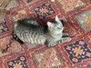 Очаровательный молодой котик-полосатик Рысик