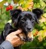 Дана, маленькая собачка, (в холке 25 см., вес 6 кг,) ищет дом!
