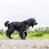 Ищет дом Шанти - близкий метис спаниеля.