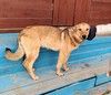 Шанс на дом и любимую семью для Тайны