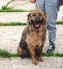 Тигруша живет надеждой встретить свою семью!