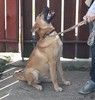 Смелый, умненький, жизнерадостный щенок Рэм в поисках своей родной семьи