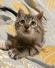 Ищет дом ласковый котенок Кай