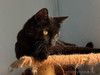 Почти Кот Бегемот, только добрый и ласковый котик Яшка в поисках дома!