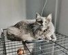 Грейс, чьё имя означает «Благодать», ищет свой дом.