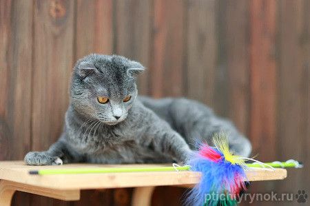 Прекрасная шотландская кошка Голубика в дар