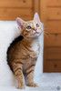 Рыжий ласковый котенок