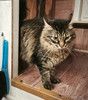 Энергичный крупный кот Марио в большую семью