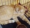 Котик Ирбис