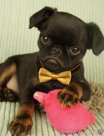 Щенки Бельгийский гриффон и  Пти Брабансон из питомника в Москве