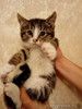 Котенок Мася в добрые руки!