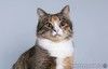Молоденькая кошечка Трикси ищет дом. 