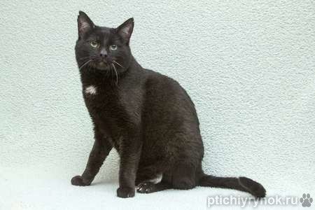 Благородный рыцарь Рамзес — черный кот в дар