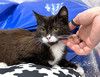Ласковый котёнок Муся ищет дом
