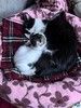 Мама-кошка с котенком-девочкой в добрые руки
