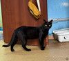 Почти Кот Бегемот, только добрый и ласковый котик Яшка в поисках дома!
